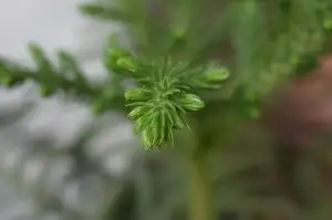 Lycopodium Homeopatie